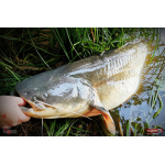 Ripper REDBASS MAGNETO S - 67 mm