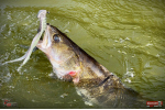 Nymph REDBASS Nr. 1 XXL - 200 mm - 1 pcs