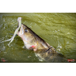 Nymph REDBASS Nr. 1 XXL - 200 mm - 1 pcs
