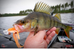 Nymph REDBASS Nr. 1 XXL - 200 mm - 1 pcs