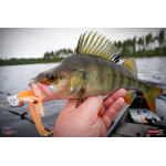 Nymph REDBASS Nr. 1 XXL - 200 mm - 1 pcs
