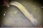 Nymph REDBASS Nr. 1 XXL - 200 mm - 1 pcs