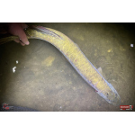 Nymph REDBASS Nr. 1 XXL - 200 mm - 1 pcs