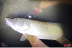 Nymph REDBASS Nr. 1 XXL - 200 mm - 1 pcs