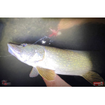 Nymph REDBASS Nr. 1 XXL - 200 mm - 1 pcs