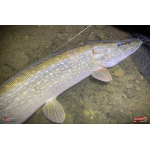 Nymph REDBASS Nr. 1 XXL - 200 mm - 1 pcs