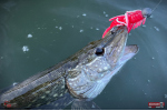 Nymph REDBASS Nr. 1 XXL - 200 mm - 1 pcs