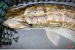 Nymph REDBASS Nr. 1 XXL - 200 mm - 1 pcs