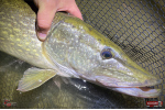 Nymph REDBASS Nr. 1 XXL - 200 mm - 1 pcs