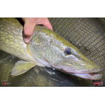 Nymph REDBASS Nr. 1 XXL - 200 mm - 1 pcs