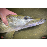 Nymph REDBASS Nr. 1 XXL - 200 mm - 1 pcs