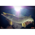 Nymph REDBASS Nr. 1 XXL - 200 mm - 1 pcs