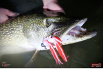 Nymph REDBASS Nr. 1 XXL - 200 mm - 1 pcs