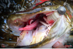 Nymph REDBASS Nr. 1 XXL - 200 mm - 1 pcs