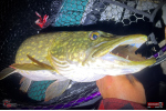 Nymph REDBASS Nr. 1 XXL - 200 mm - 1 pcs