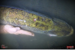 Nymph REDBASS Nr. 1 XXL - 200 mm - 1 pcs