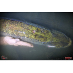 Nymph REDBASS Nr. 1 XXL - 200 mm - 1 pcs