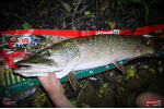 Nymph REDBASS Nr. 1 XXL - 200 mm - 1 pcs