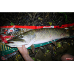 Nymph REDBASS Nr. 1 XXL - 200 mm - 1 pcs