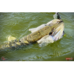 Nymph REDBASS Nr. 1 XXL - 200 mm - 1 pcs