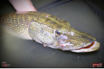 Nymph REDBASS Nr. 1 XXL - 200 mm - 1 pcs
