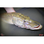 Nymph REDBASS Nr. 1 XXL - 200 mm - 1 pcs