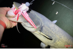 Nymph REDBASS Nr. 1 XXL - 200 mm - 1 pcs