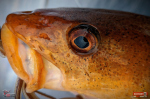 Nymph REDBASS Nr. 1 XXL - 200 mm - 1 pcs