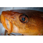 Nymph REDBASS Nr. 1 XXL - 200 mm - 1 pcs