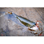 Nymph REDBASS Nr. 1 L - 80 mm - 1 pcs