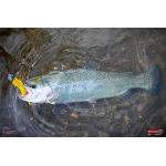 Nymph REDBASS Nr. 1 L - 80 mm - 1 pcs