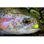 Nymph REDBASS Nr. 1 L - 80 mm - 1 pcs