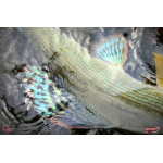 Nymph REDBASS Nr. 1 L - 80 mm - 1 pcs