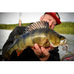 Nymph REDBASS Nr. 1 L - 80 mm - 1 pcs
