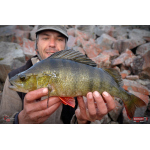 Nymph REDBASS Nr. 1 L - 80 mm - 1 pcs