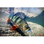 Nymph REDBASS Nr. 1 L - 80 mm - 1 pcs