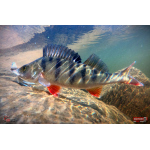 Nymph REDBASS Nr. 1 L - 80 mm - 1 pcs