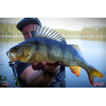 Nymph REDBASS Nr. 1 L - 80 mm - 1 pcs
