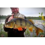 Nymph REDBASS Nr. 1 L - 80 mm - 1 pcs