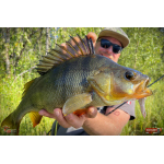 Nymph REDBASS Nr. 1 L - 80 mm - 1 pcs