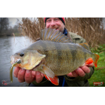 Nymph REDBASS Nr. 1 L - 80 mm - 1 pcs