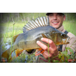 Nymph REDBASS Nr. 1 L - 80 mm - 1 pcs
