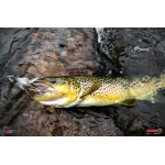 Nymph REDBASS Nr. 1 L - 80 mm - 1 pcs