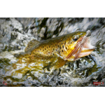 Nymph REDBASS Nr. 1 L - 80 mm - 1 pcs