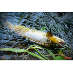 Nymph REDBASS Nr. 1 L - 80 mm - 1 pcs