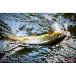 Nymph REDBASS Nr. 1 L - 80 mm - 1 pcs
