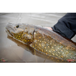 Nymph REDBASS Nr. 1 L - 80 mm - 1 pcs