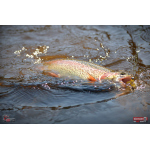 Nymph REDBASS Nr. 1 S - 53 mm - 1 pcs