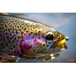 Nymph REDBASS Nr. 1 S - 53 mm - 1 pcs
