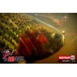 Nymph REDBASS Nr. 1 S - 53 mm - 1 pcs